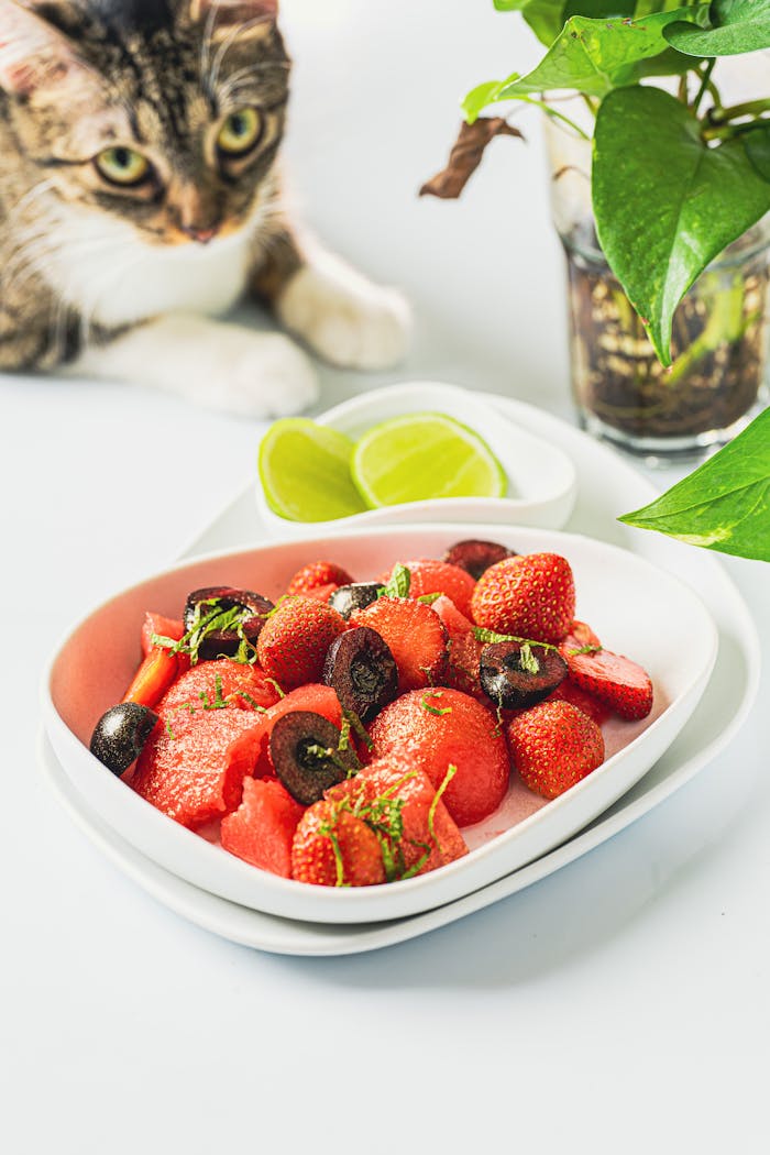 Refreshing fruit salad beside a curious cat and plant on a table.