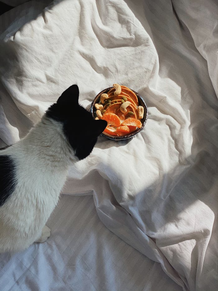 Cat curiously inspects a breakfast bowl of citrus and cashews on a cozy bed in Kyiv.